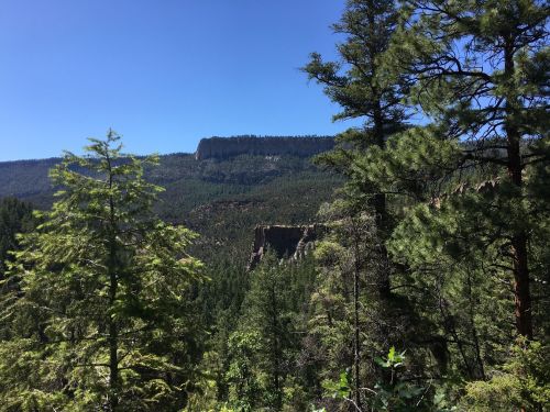 Lush green forest with tall trees and a distant rocky cliff under a clear blue sky.