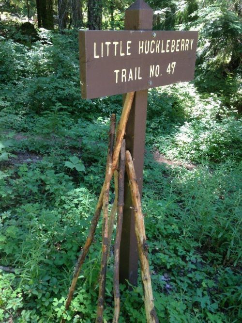 A wooden sign reading "Little Huckleberry Trail No. 47" stands among lush green foliage and sticks on the ground.