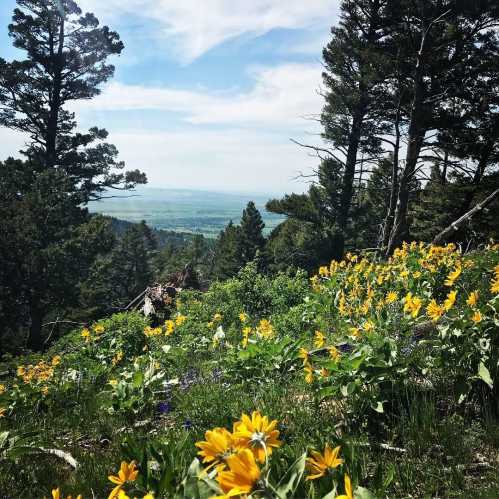 A scenic view of a mountain landscape with vibrant yellow wildflowers and green trees under a blue sky.