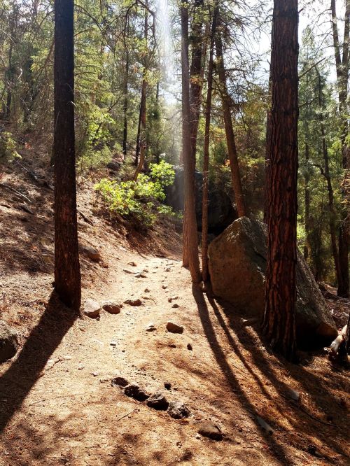 A sunlit forest path winding through tall trees, with rocks and scattered foliage along the trail.