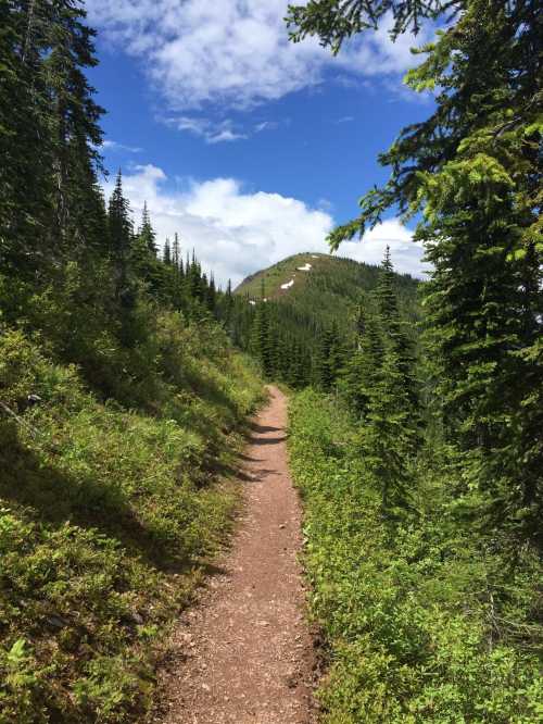 A winding dirt path through lush green trees, leading to a distant hill under a blue sky with scattered clouds.