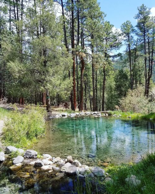 A serene natural pond surrounded by lush greenery and tall pine trees under a clear blue sky.