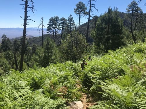 A hiker navigates a lush, green forest filled with ferns and tall trees under a clear blue sky.