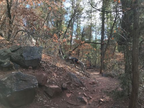 A dog exploring a rocky trail surrounded by trees and autumn foliage.
