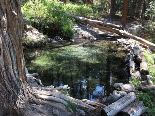 A serene natural spring surrounded by trees and logs, with clear water reflecting the greenery above.