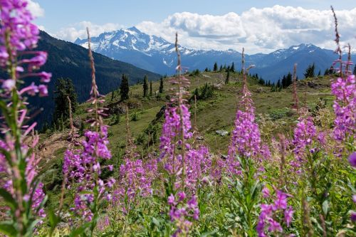Vibrant purple wildflowers in the foreground with snow-capped mountains and a cloudy sky in the background.