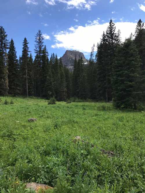 A lush green meadow surrounded by tall pine trees, with a mountain peak visible in the background under a blue sky.