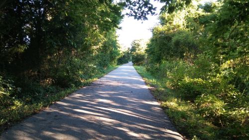 A serene, tree-lined path stretches into the distance, surrounded by lush greenery and dappled sunlight.