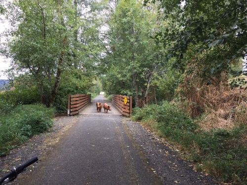 Two brown dogs walk down a tree-lined path, approaching a wooden gate on a gravel trail.