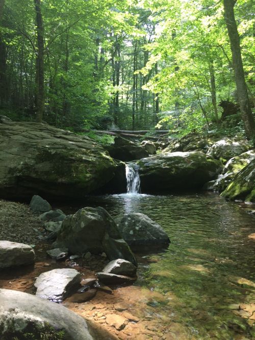 A serene forest scene featuring a small waterfall cascading into a clear stream, surrounded by lush greenery and rocks.