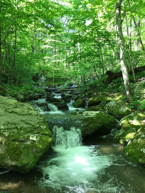 A serene forest scene featuring a flowing stream with small waterfalls surrounded by lush green trees and rocks.