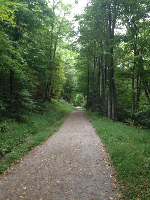 A serene gravel path winding through a lush green forest with tall trees on either side.