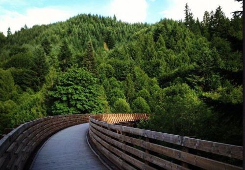 A winding wooden pathway through lush green trees and hills under a bright blue sky.
