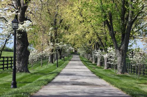 A scenic tree-lined driveway with flowering trees and green grass, framed by a black fence and lampposts.