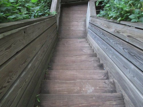 Wooden stairs leading down through lush greenery, with a natural, rustic feel.