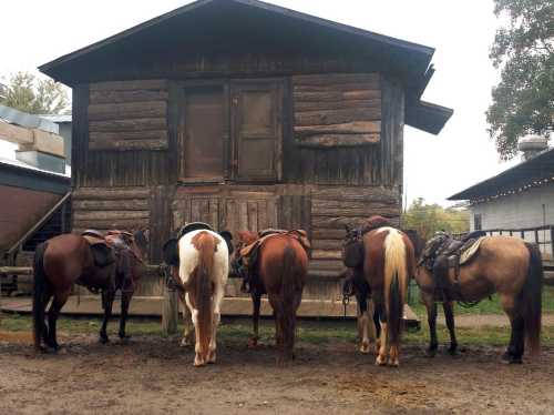 Five horses with saddles stand side by side, facing a rustic wooden building in a rural setting.