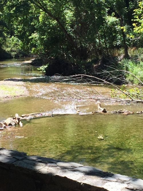 A serene creek flows through a lush green landscape, with sunlight reflecting off the water and trees lining the banks.