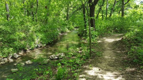 A serene forest scene with a winding creek and a dirt path surrounded by lush green foliage.