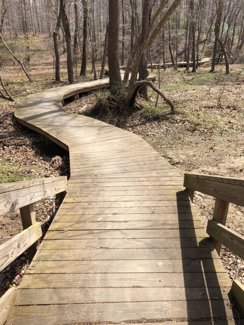 A winding wooden boardwalk through a wooded area, surrounded by trees and bare ground.