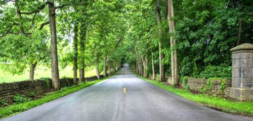A serene, tree-lined road stretches into the distance, flanked by lush greenery and stone walls.