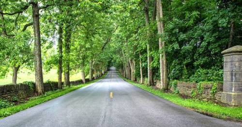 A serene, tree-lined road stretches into the distance, flanked by lush greenery and stone walls.