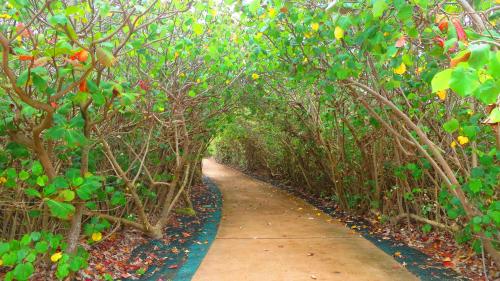 A winding path through a lush, green tunnel of trees and foliage, with colorful leaves scattered on the ground.