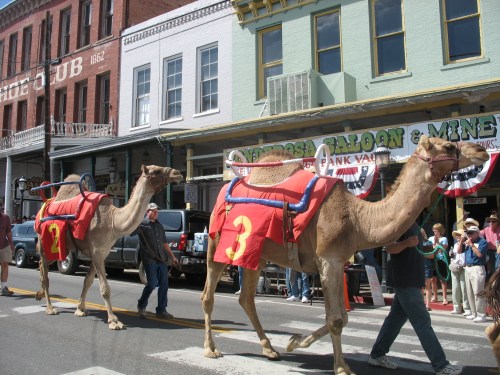 Two camels in colorful saddles walk down a street during a parade, with spectators and historic buildings in the background.
