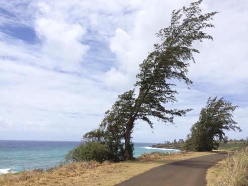 A coastal road lined with leaning trees, overlooking the ocean under a partly cloudy sky.