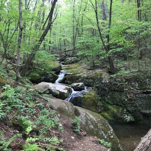 A serene forest scene featuring a small waterfall cascading over rocks, surrounded by lush green trees and foliage.