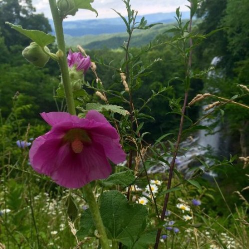 A vibrant pink flower stands tall against a lush green landscape and a distant waterfall.