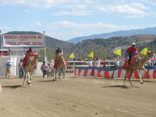 Two riders race on camels at an outdoor event, with spectators and colorful flags in the background.