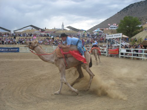 A cowboy rides a camel in a dusty arena, with a crowd watching in the background.