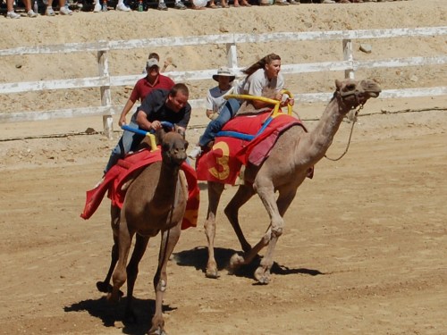 Two camels race with riders in a sandy arena, surrounded by spectators in the background.