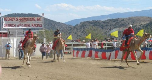 Camel racing event with riders in colorful attire, spectators watching, and mountains in the background.