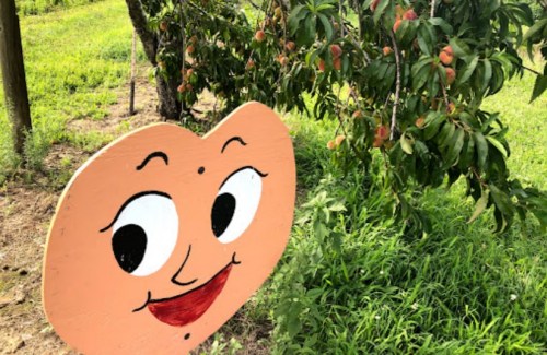 A cartoonish smiling face sign hangs near a peach tree with ripe peaches in a green field.
