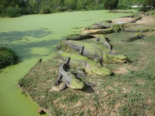 A group of crocodiles resting on a bank near a green, algae-covered pond surrounded by lush vegetation.