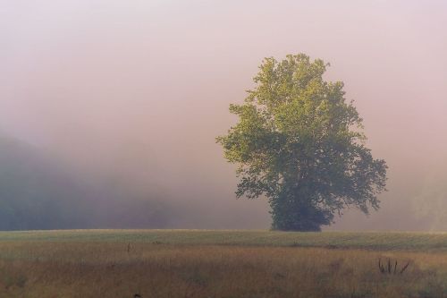 A solitary tree stands in a misty field, surrounded by soft fog and golden grass.