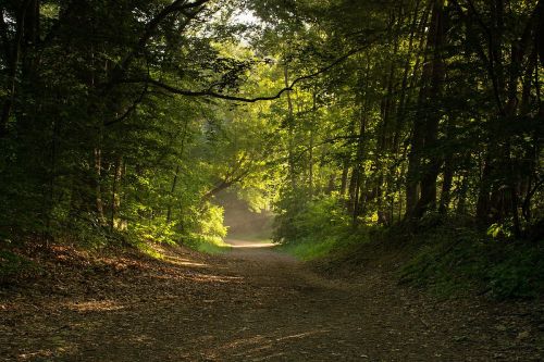 A serene forest path illuminated by soft sunlight, surrounded by lush green trees and a carpet of fallen leaves.