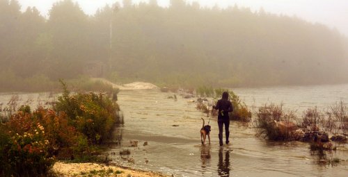 A person walks a dog along a misty shoreline, surrounded by fog and lush greenery.