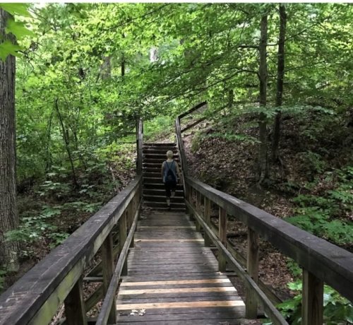 A person walking up wooden stairs through a lush green forest.