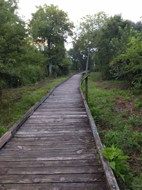 A wooden boardwalk winding through a lush green forest with trees and plants on either side.