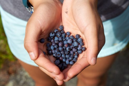 A person holds a handful of fresh blueberries, with green foliage in the background.