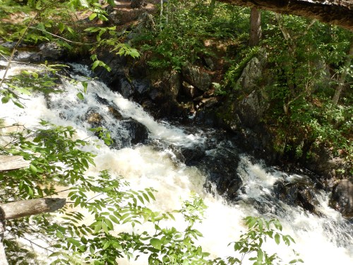 A rushing river flows through a lush, green forest, surrounded by rocks and trees.