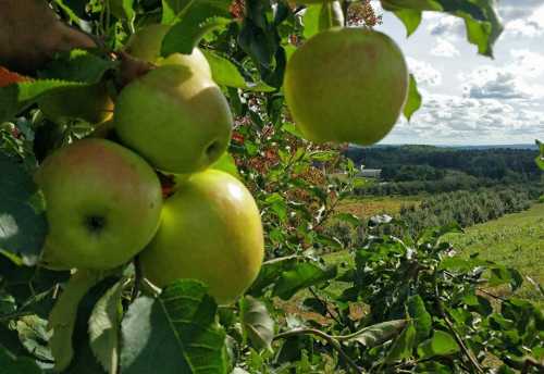 Close-up of green apples on a tree branch, with a scenic orchard and cloudy sky in the background.