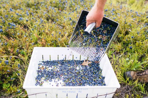A hand holding a scoop fills a white container with freshly picked blueberries in a grassy field.