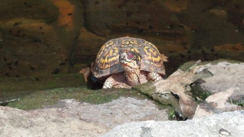 A turtle with a patterned shell rests on a rock near the water's edge, surrounded by greenery.