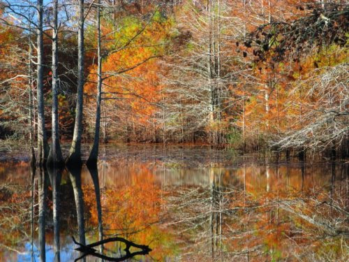 Autumn landscape with colorful trees reflecting in calm water, creating a serene and picturesque scene.