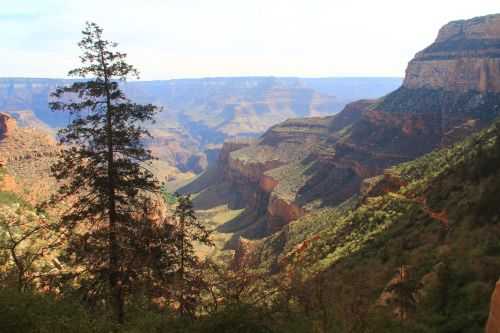 A scenic view of a canyon with layered rock formations and a lone tree in the foreground.