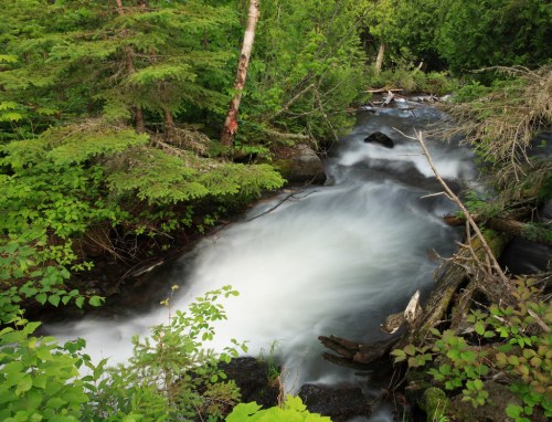 A serene stream flows through lush greenery, with smooth water cascading over rocks and fallen branches.