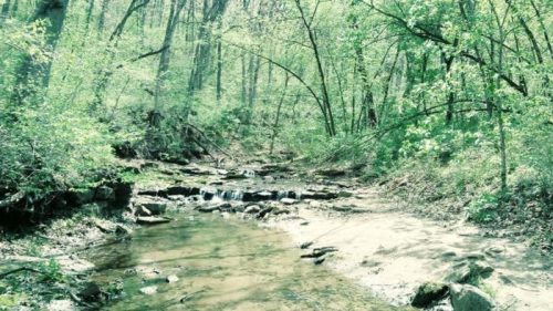 A serene forest scene with a gentle stream flowing through lush greenery and rocky banks.